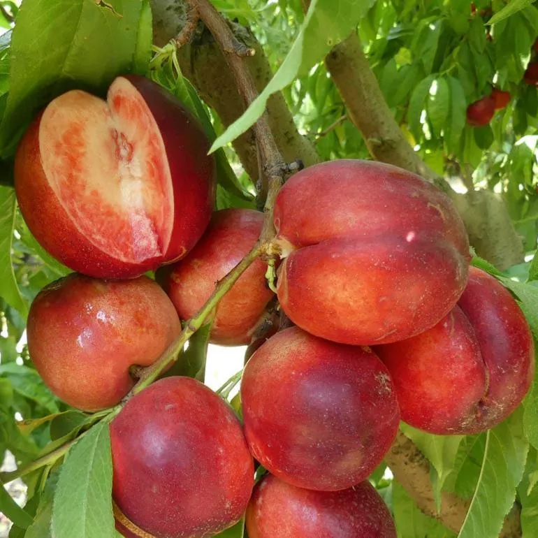 arctic-glo-white-nectarine-tree Arctic Glo White Nectarine Tree