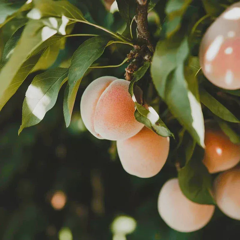 arctic-supreme-peach-tree Arctic Supreme Peach Tree