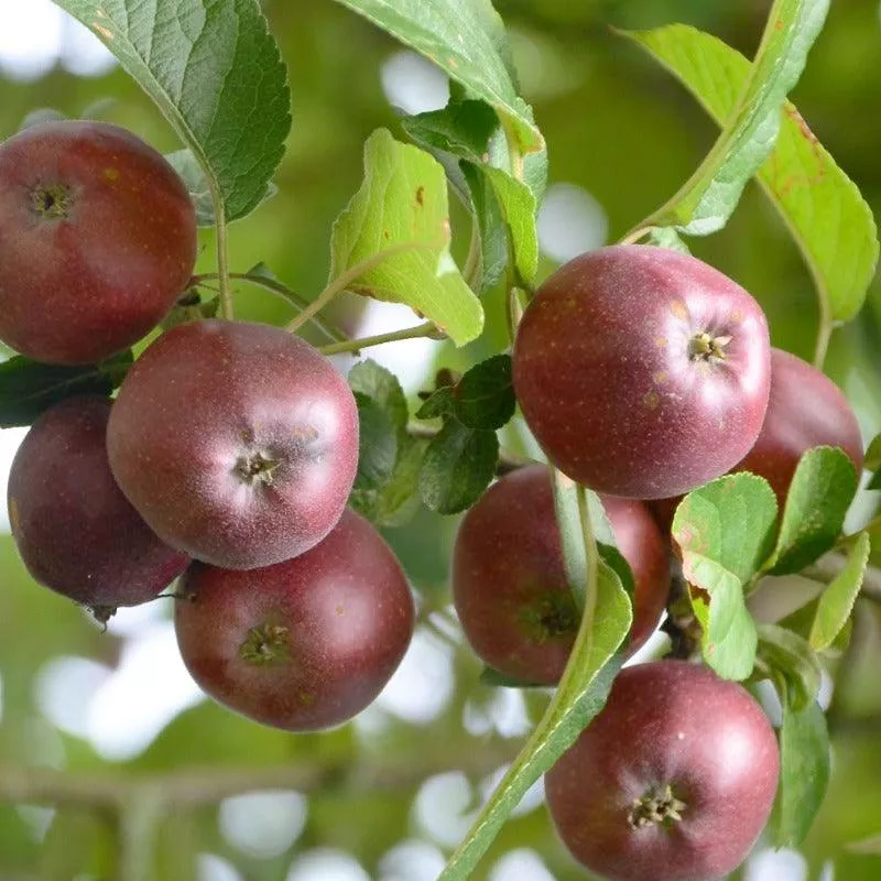 arkansas-black-spur-apple-tree Arkansas Black Spur Apple Tree