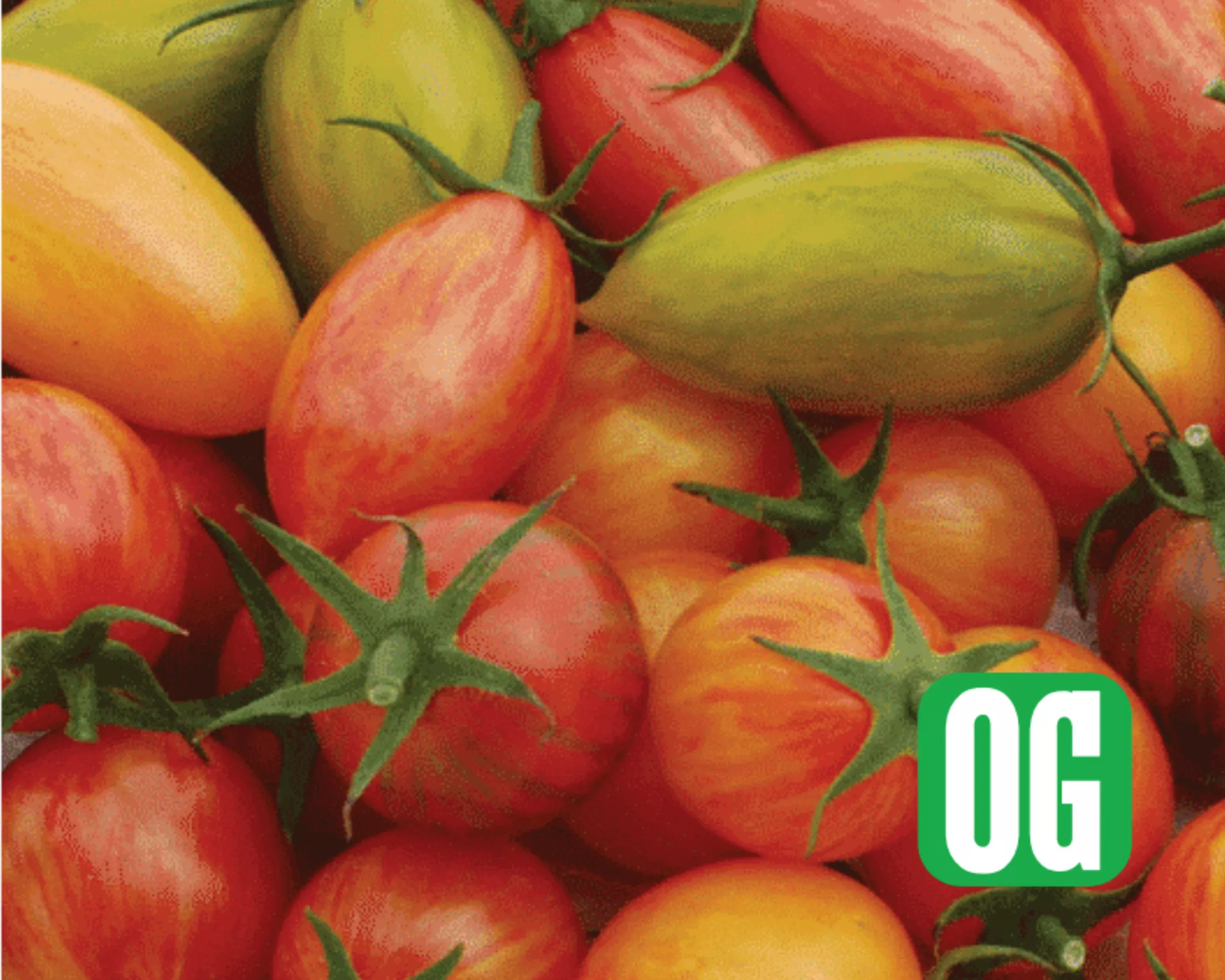artisan-mix-prettiest-tomato-seeds Artisan Mix Prettiest Tomato Seeds