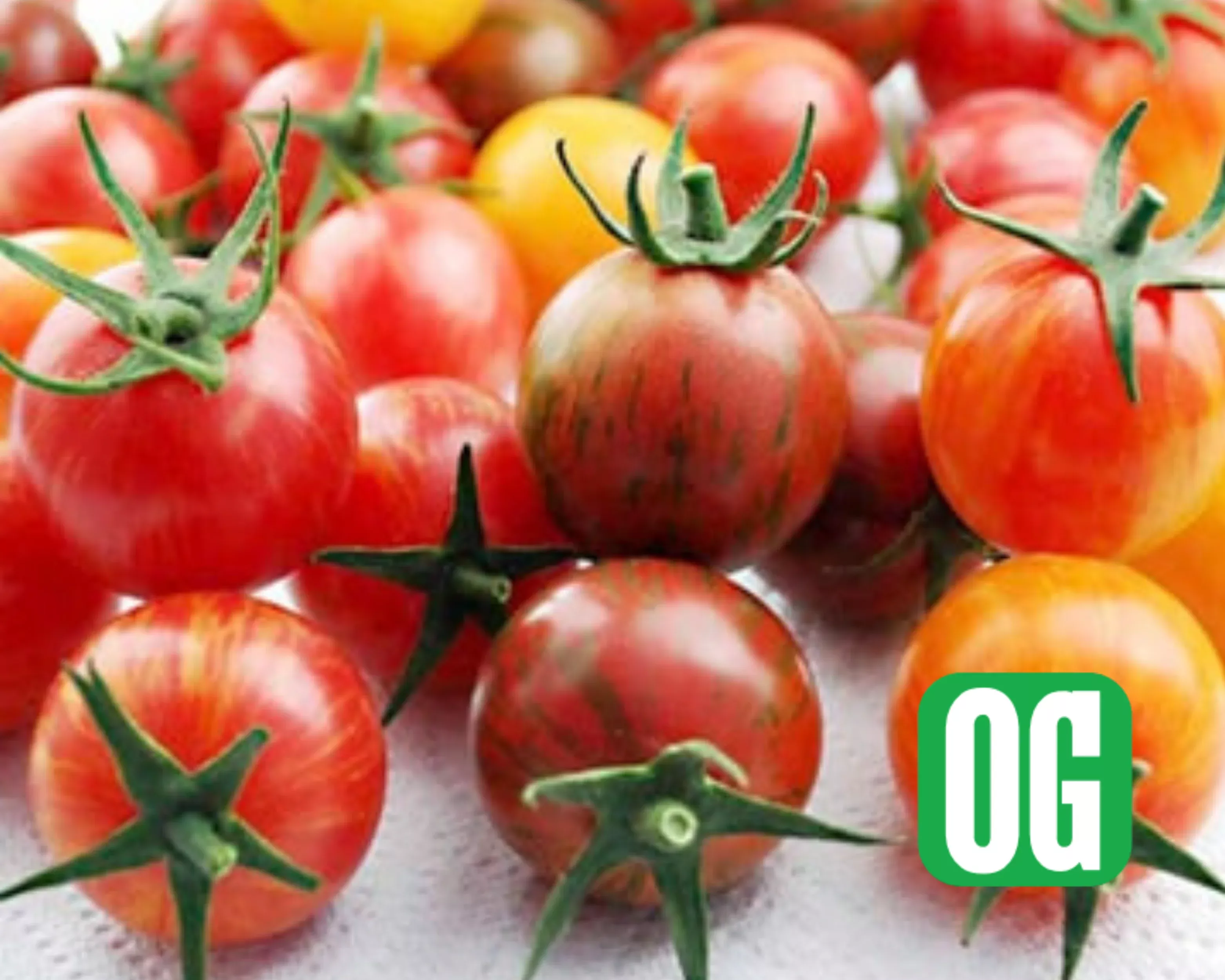 artisan-series-bumblebee-mix-tomato-seeds Artisan Series Bumblebee Mix Tomato Seeds