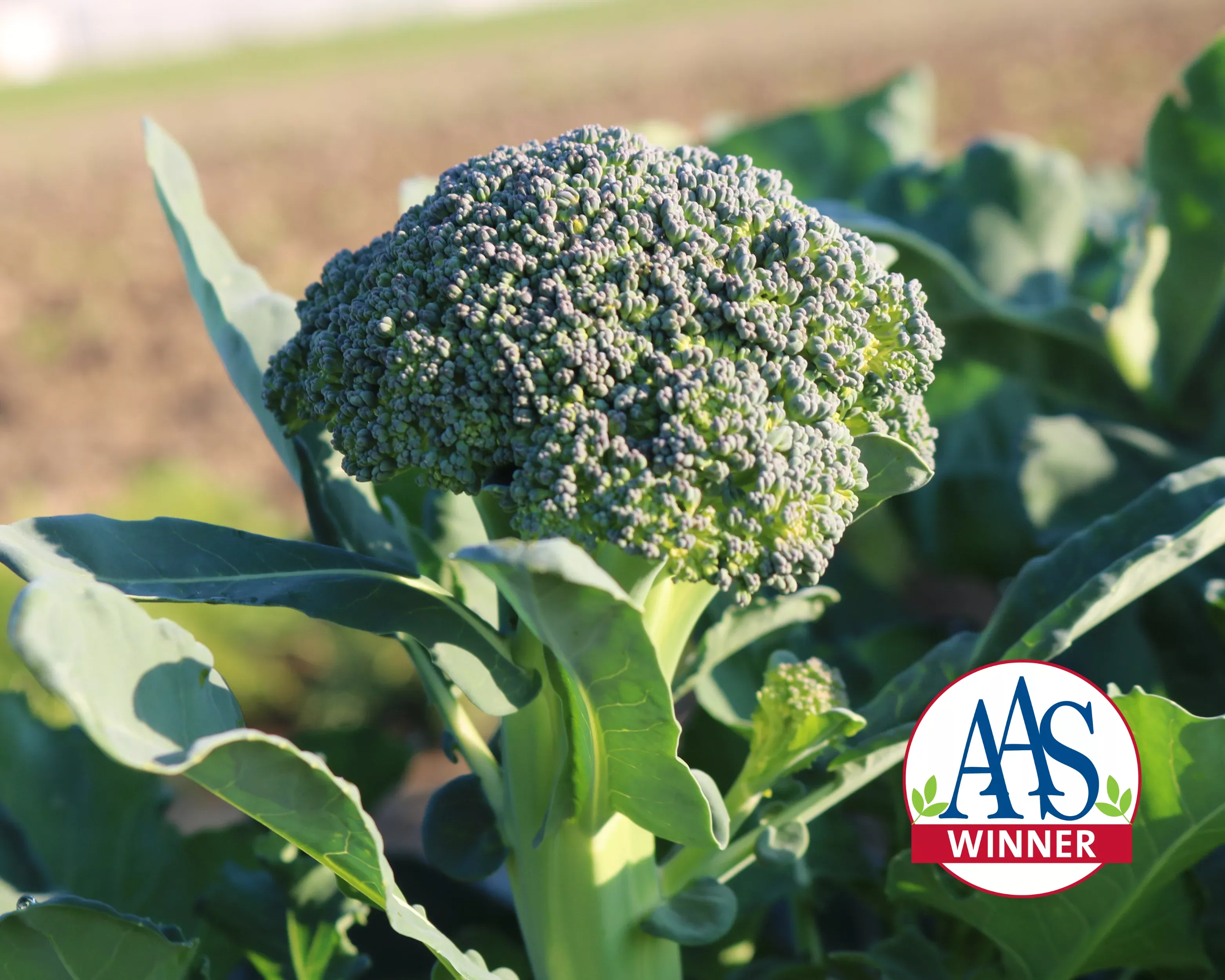 artwork-baby-hybrid-broccoli-seeds Artwork Baby Hybrid Broccoli Seeds