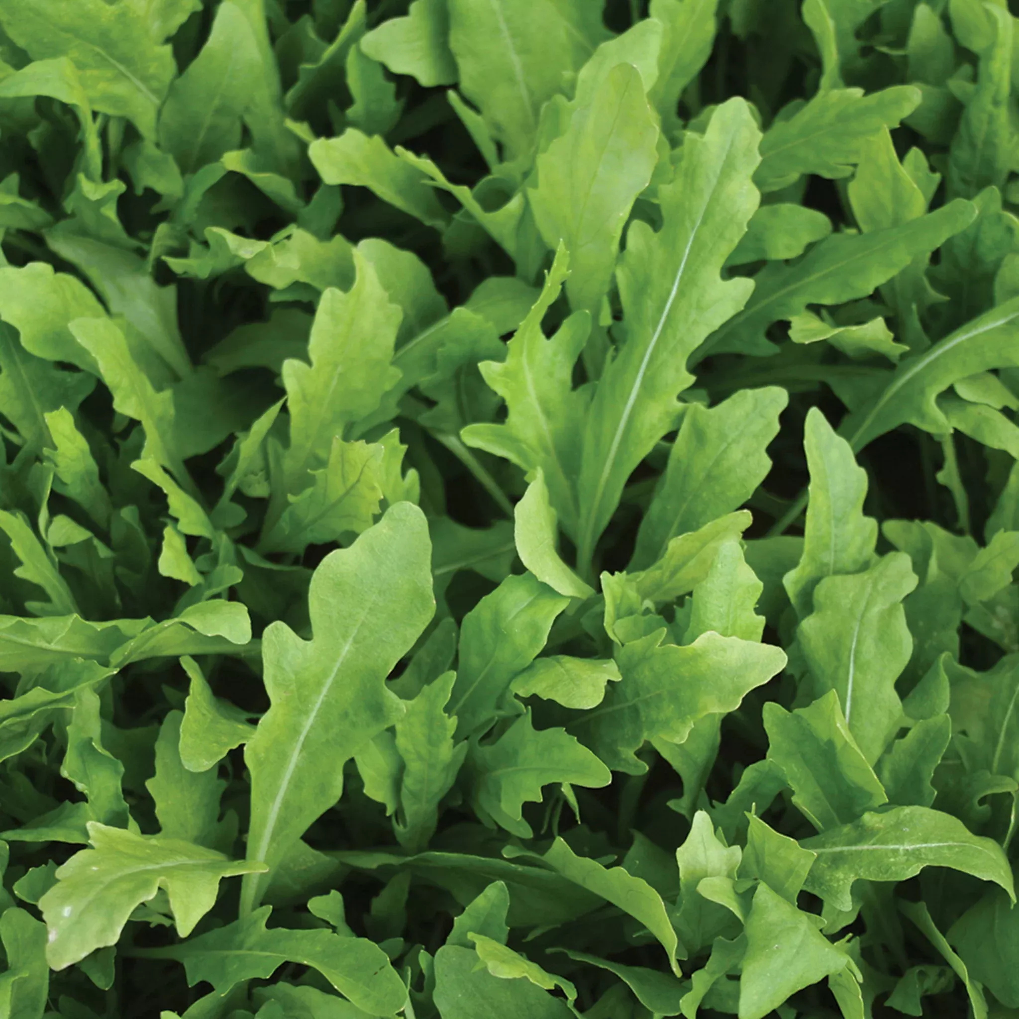 arugula-wildfire Arugula, Wildfire