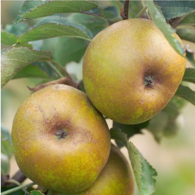 ashmead-kernel-apple-tree Ashmead Kernel Apple Tree