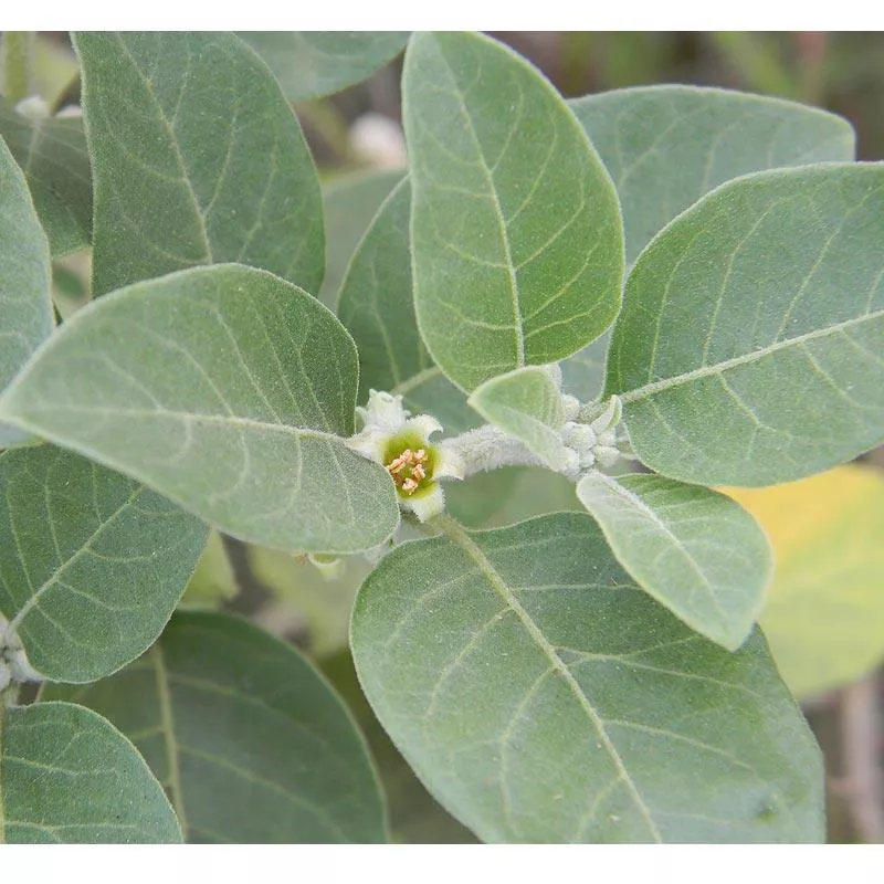 ashwagandha-seeds-organic Ashwagandha Seeds (Organic)