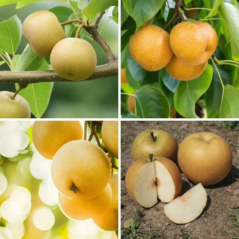 asian-pears-4-on-1-multi-grafted-fruit-tree Asian Pears, 4 on 1 Multi Grafted Fruit Tree