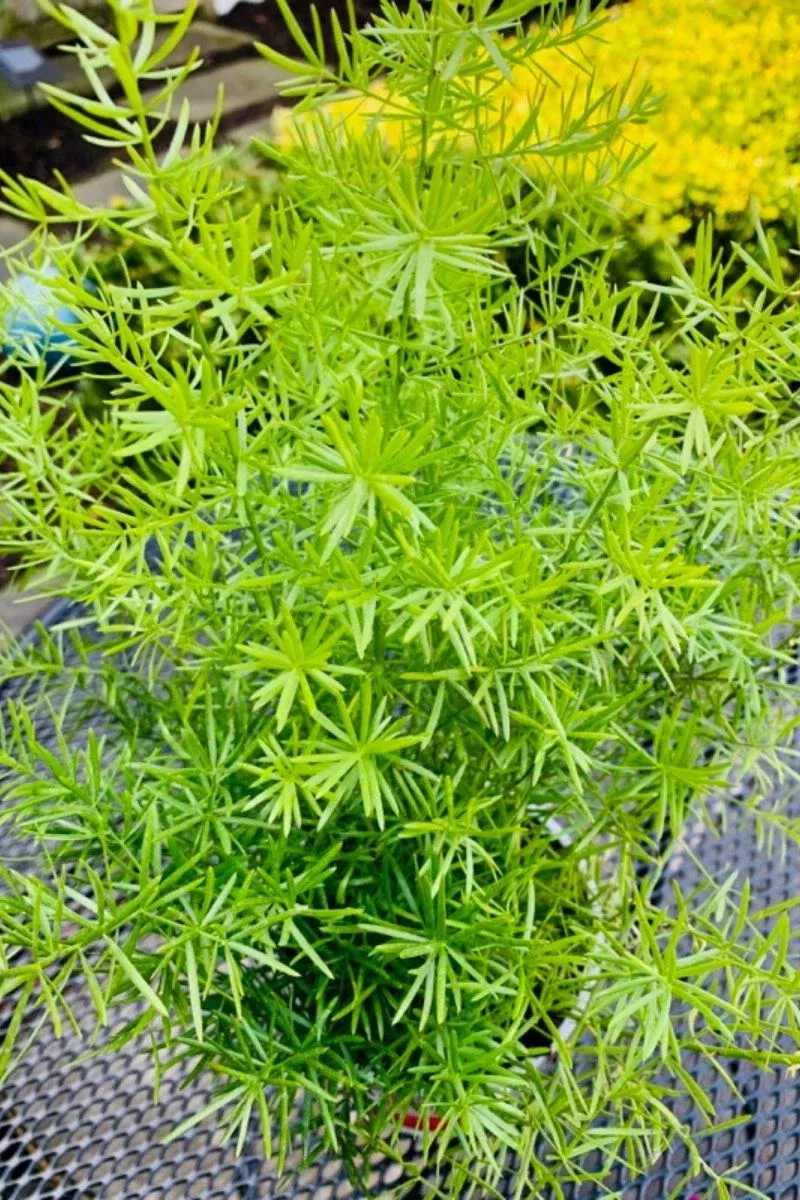 asparagus-fern Asparagus Fern