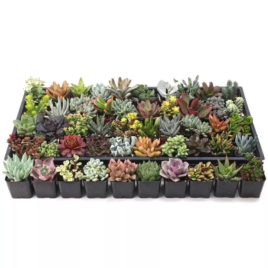 assorted-succulents Assorted Succulents