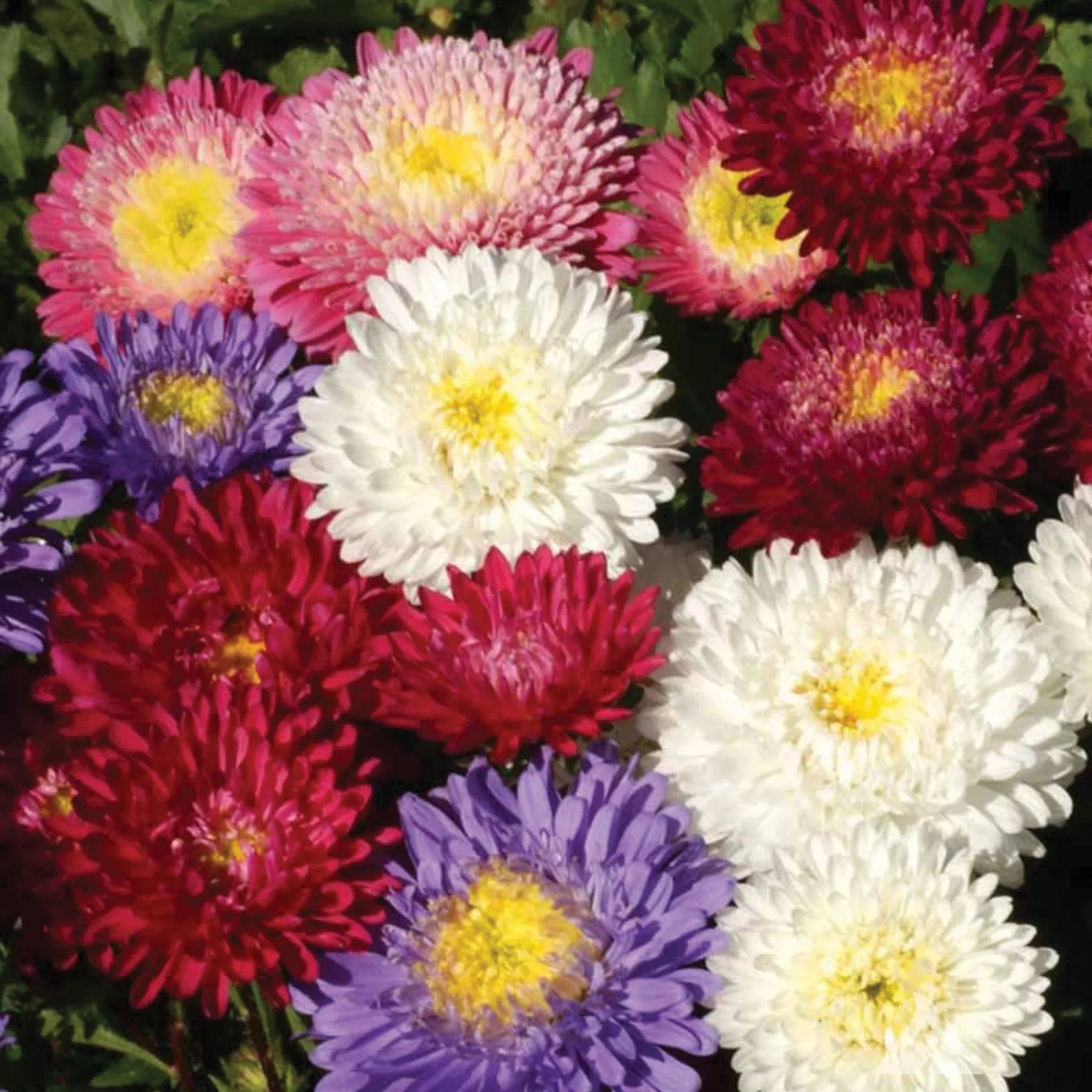 aster-betty-jung-mix Aster, Betty Jung Mix