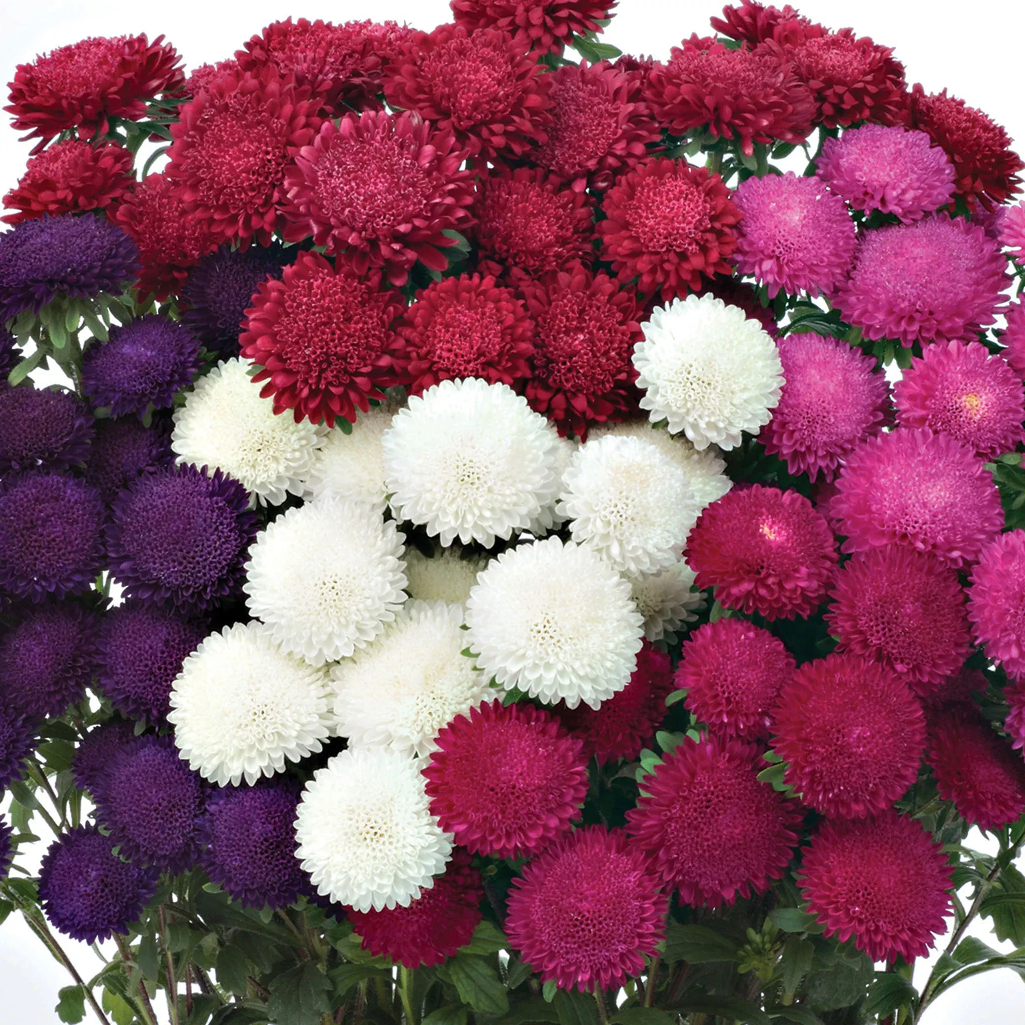 aster-bonita-mix Aster, Bonita Mix