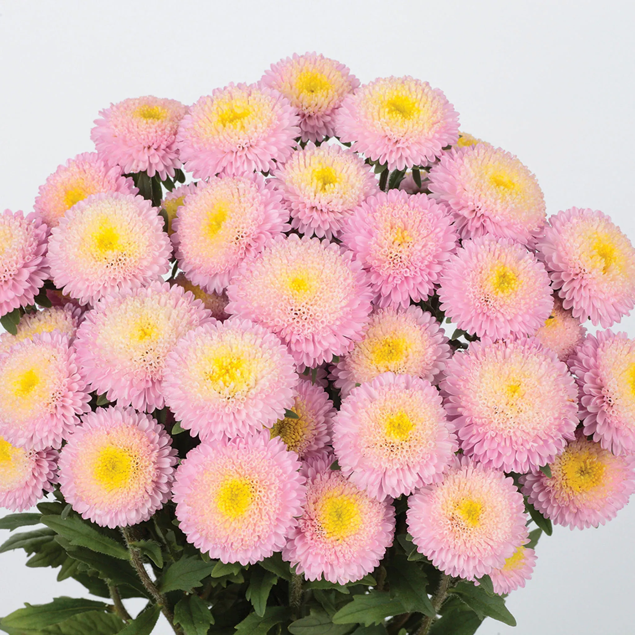 aster-bonita-shell-pink Aster, Bonita Shell Pink