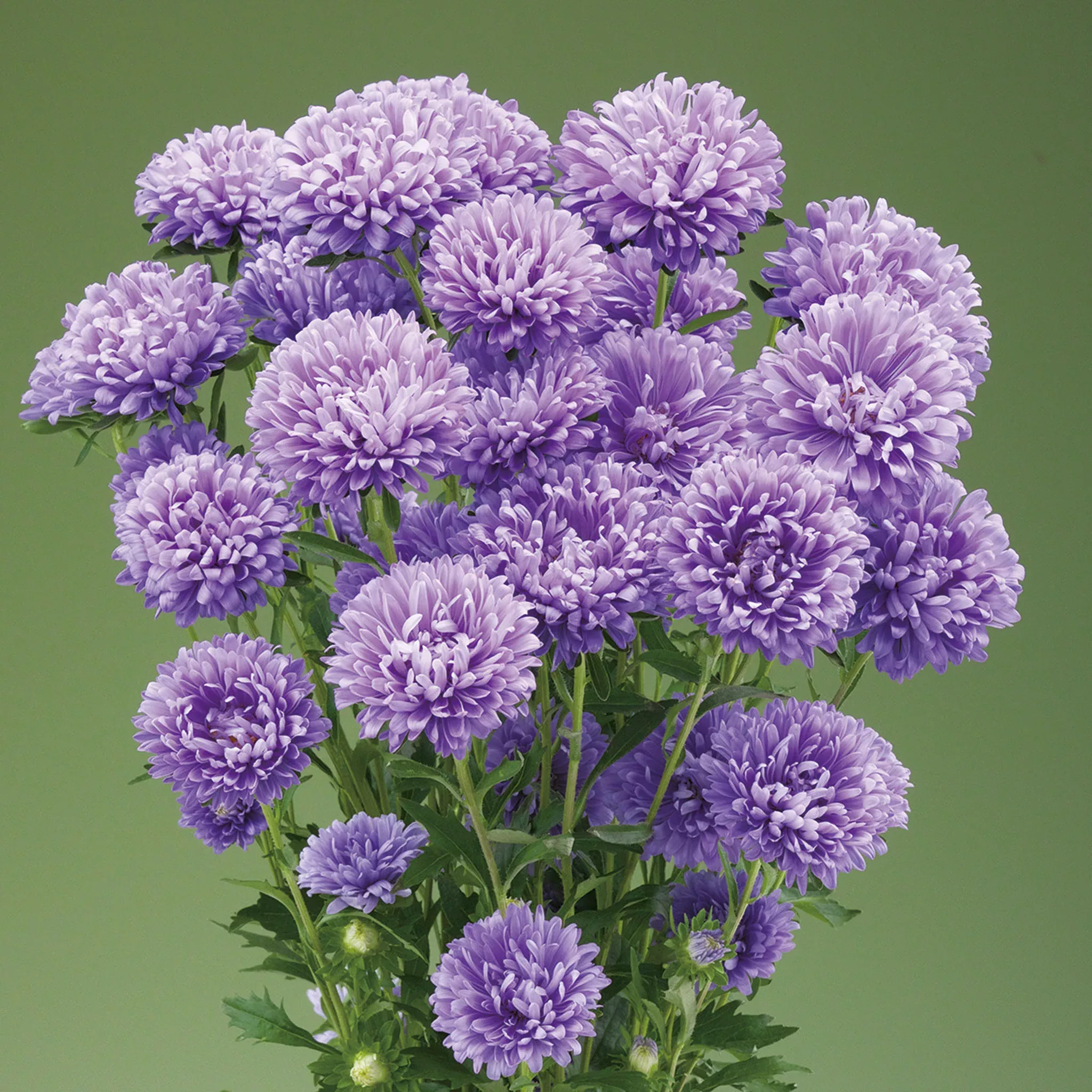 aster-optimo-alpha-light-blue Aster, Optimo Alpha™ Light Blue