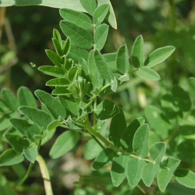 astragalus-seeds-organic Astragalus Seeds (Organic)