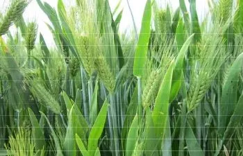 atlantic-barley-seed-certified-1-lb Atlantic Barley Seed (Certified) - 1 Lb.