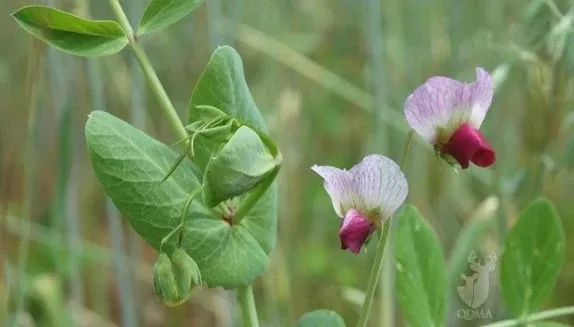 austrian-winter-pea-seed Austrian Winter Pea Seed