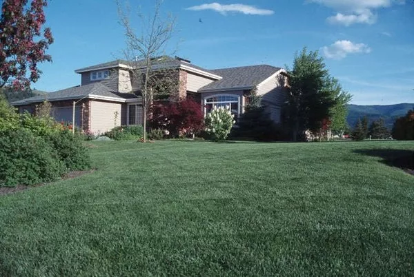 award-kentucky-bluegrass-seed-50-lbs Award Kentucky Bluegrass Seed - 50 lbs