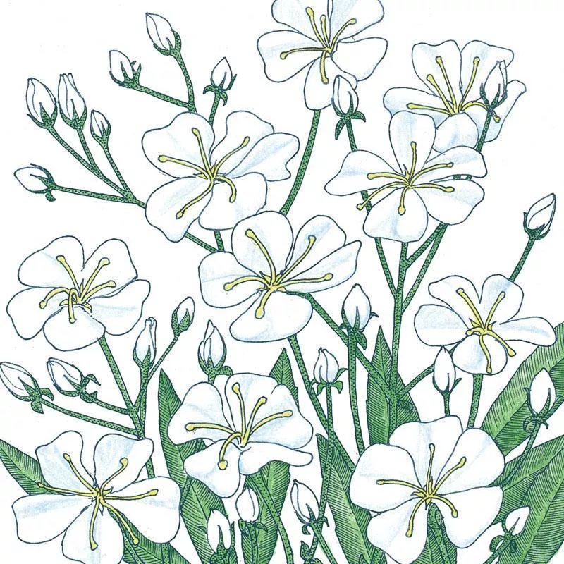 baby-s-breath-1-4-lb Baby's Breath (1/4 lb)