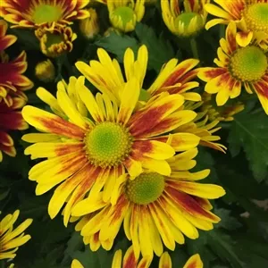 backorder-fall-2025-pelee-mum-plant-1-gallon (Backorder Fall 2025) Pelee Mum Plant - 1 Gallon