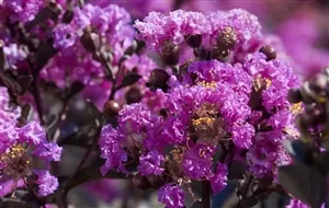 backorder-till-spring-2024-black-diamond-crape-myrtle-purely-purple-1-gallon (Backorder till Spring 2024) Black Diamond Crape Myrtle (Purely Purple)- 1 Gallon