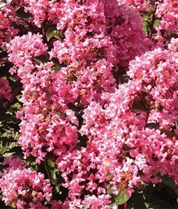 backorder-till-spring-2024-crape-myrtle-magic-coral-1-gallon (Backorder till Spring 2024) Crape Myrtle (Magic Coral)- 1 Gallon