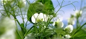 backorder-whistler-winter-pea-seed-1-lb (Backorder) Whistler Winter Pea Seed - 1 Lb.