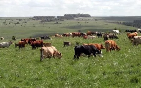 backordered-until-september-2026-alfagraze-600-rr-alfalfa-seed-50-lbs (Backordered Until September 2026) Alfagraze 600 RR Alfalfa Seed - 50 Lbs.