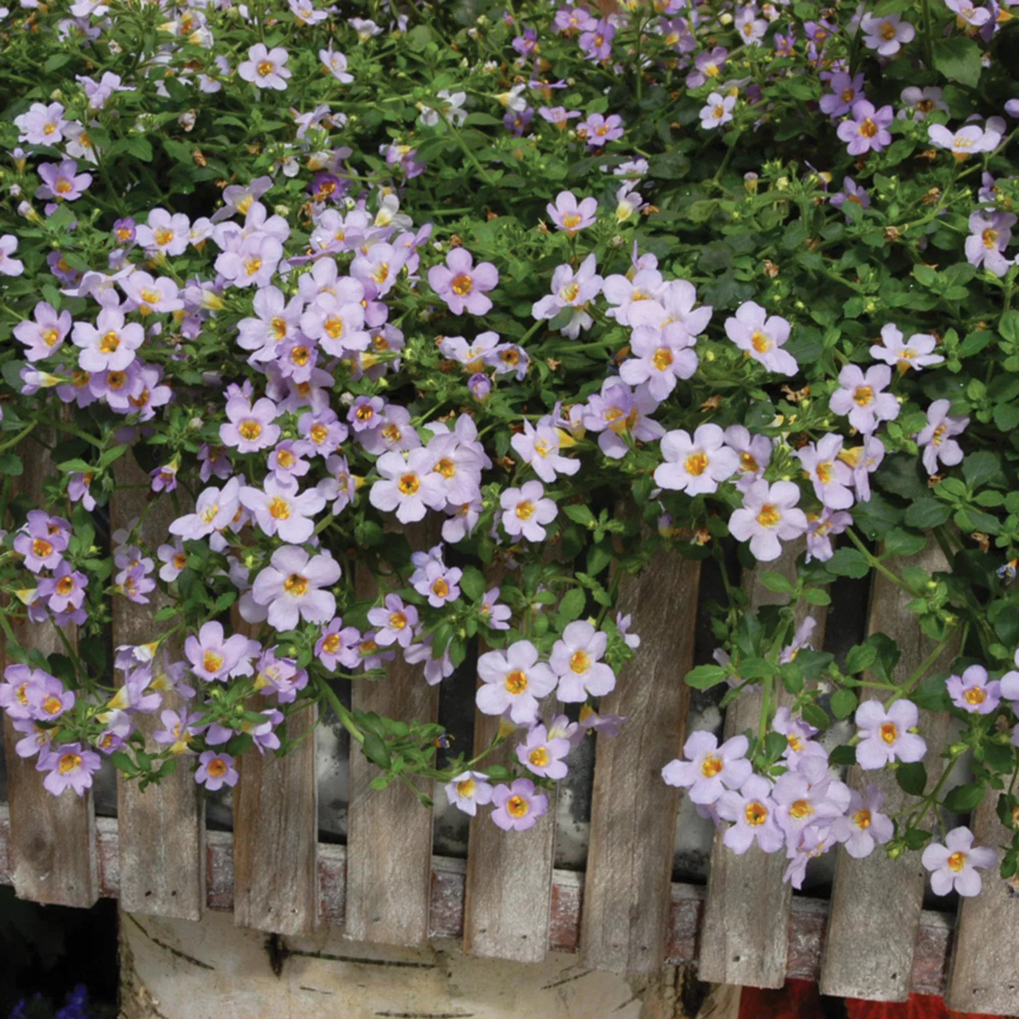 bacopa-blutopia-hybrid Bacopa, Blutopia Hybrid