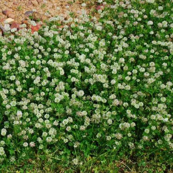 bad-harvest-2026-ball-clover-seed-great-honey-bees (Bad Harvest 2026) Ball Clover Seed - Great for Honey Bees