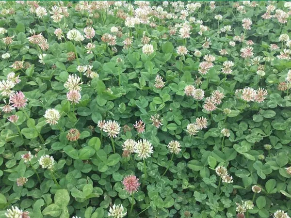 bad-harvest-2026-renovation-white-clover-seed (Bad Harvest 2026) Renovation White Clover Seed