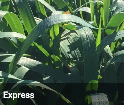 barenbrug-express-forage-oats-25kg BARENBRUG EXPRESS FORAGE OATS 25KG