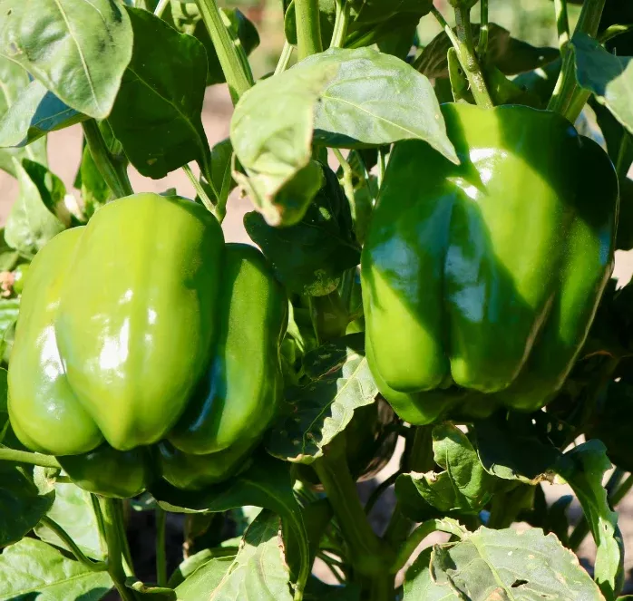 baron-hybrid-pepper-seeds Baron Hybrid Pepper Seeds