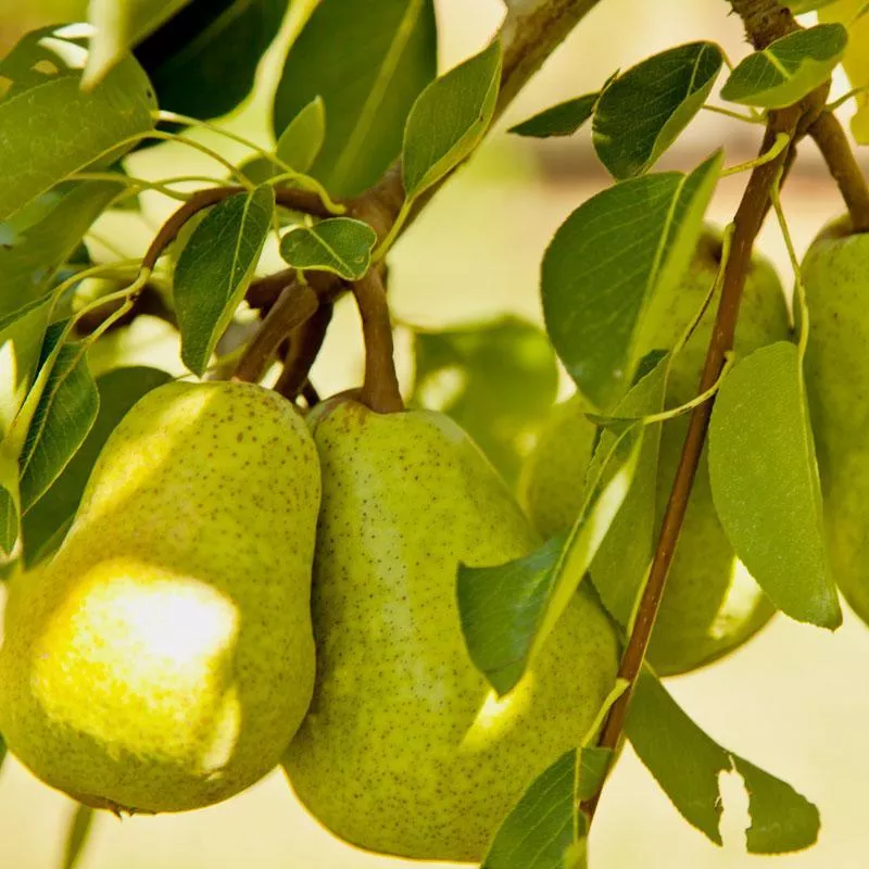 bartlett-pear-tree Bartlett Pear Tree