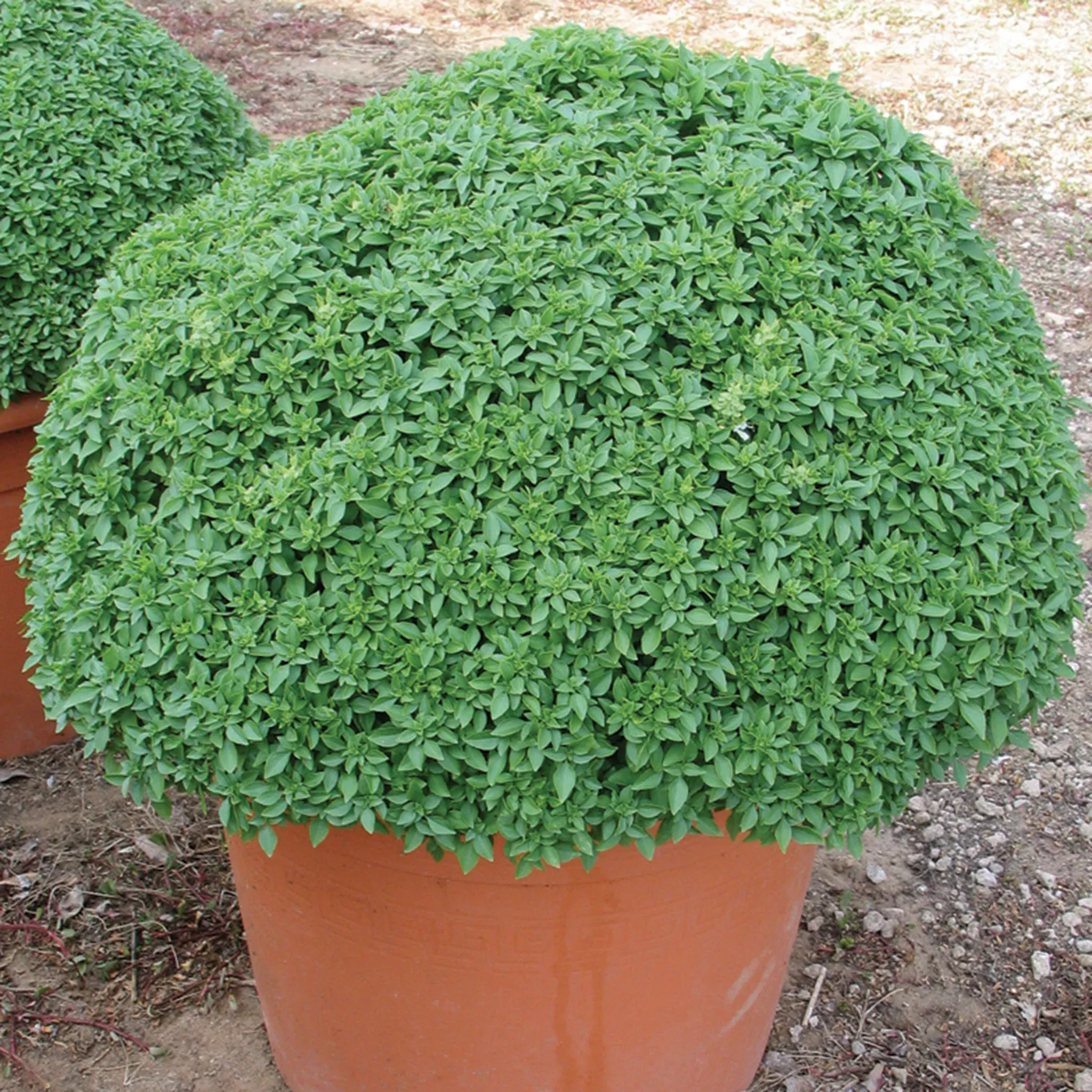 basil-aristotle Basil, Aristotle