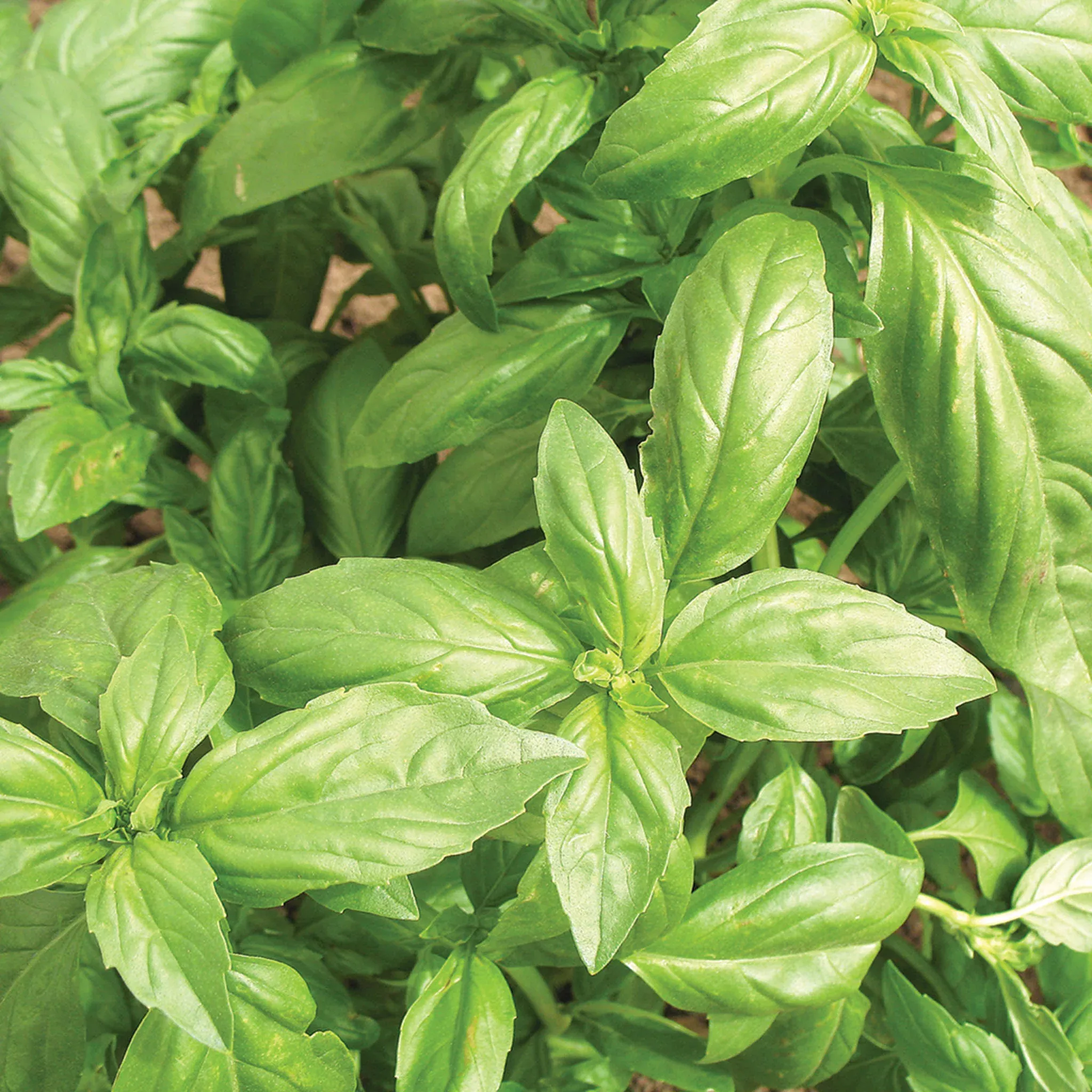 basil-aroma-2-hybrid Basil, Aroma 2 Hybrid