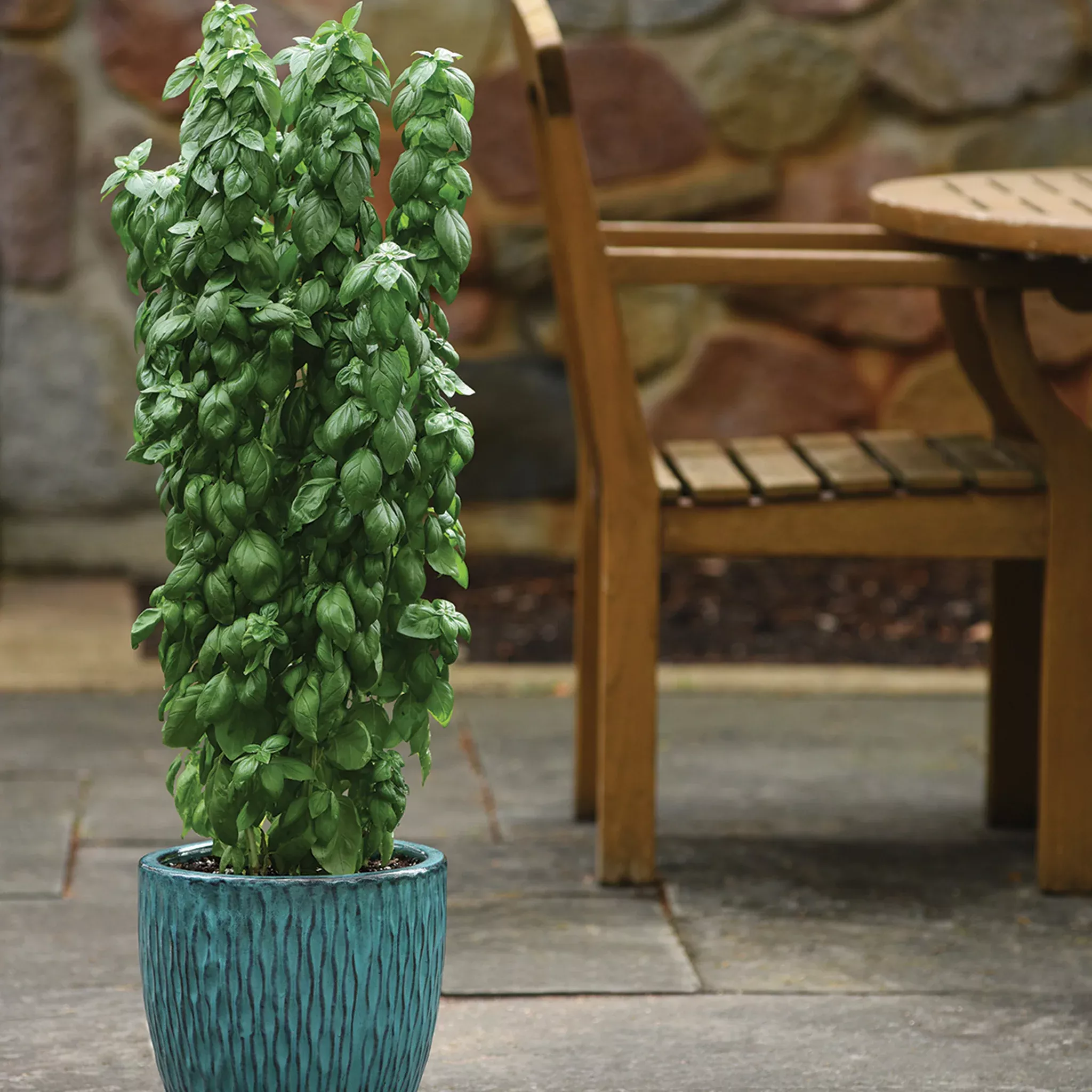 basil-everleaf-emerald-towers Basil, Everleaf Emerald Towers