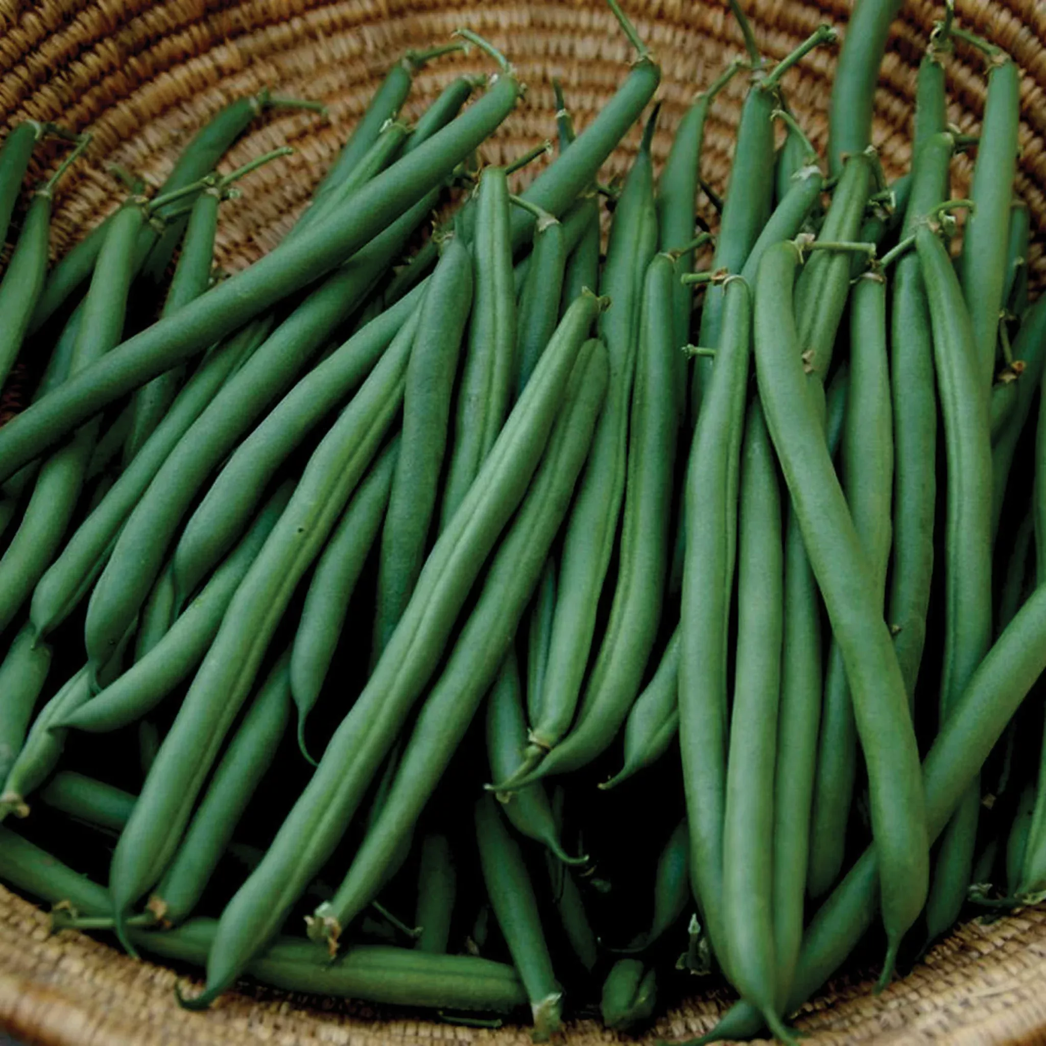 bean-bush-annihilator Bean, Bush, Annihilator