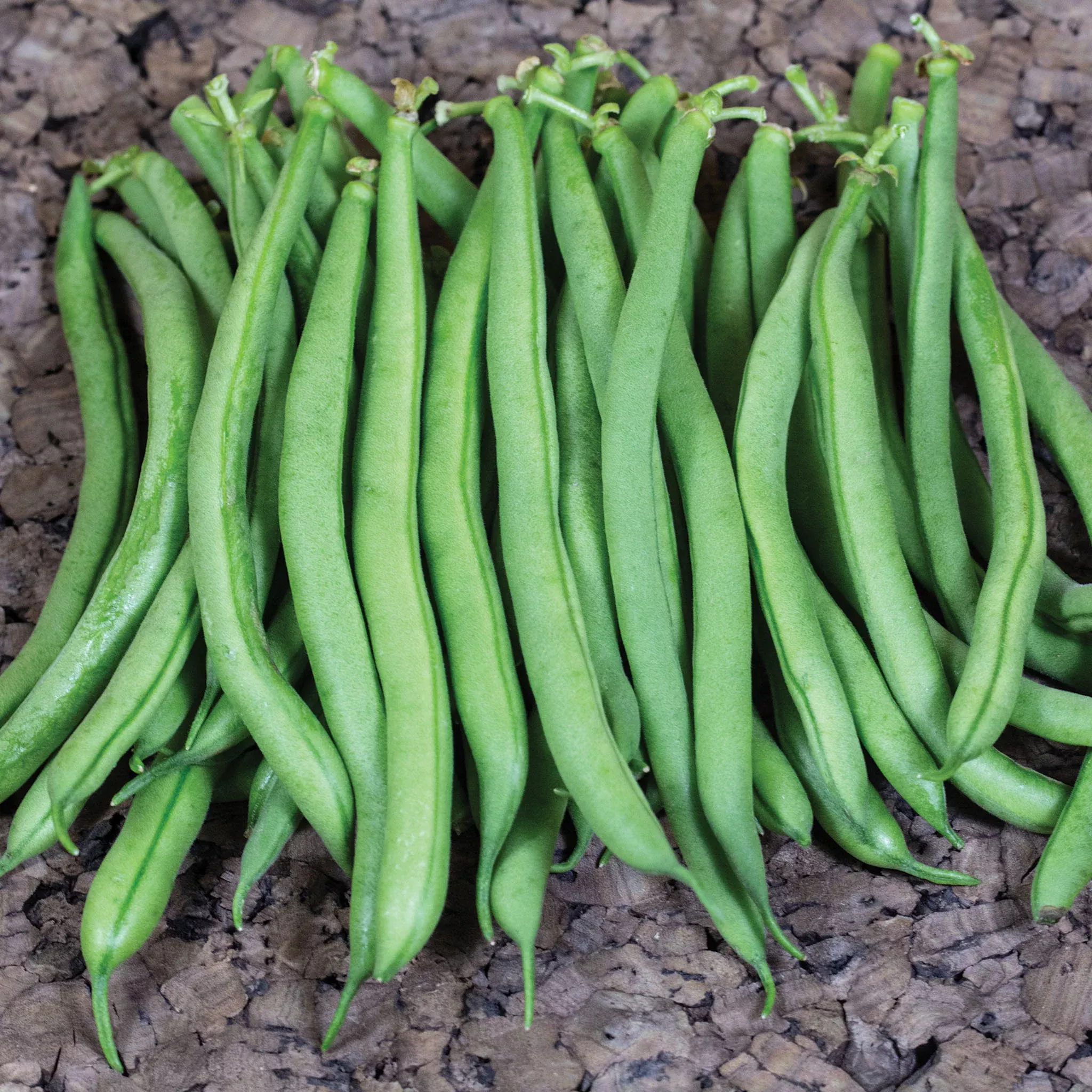 bean-bush-derby Bean, Bush, Derby