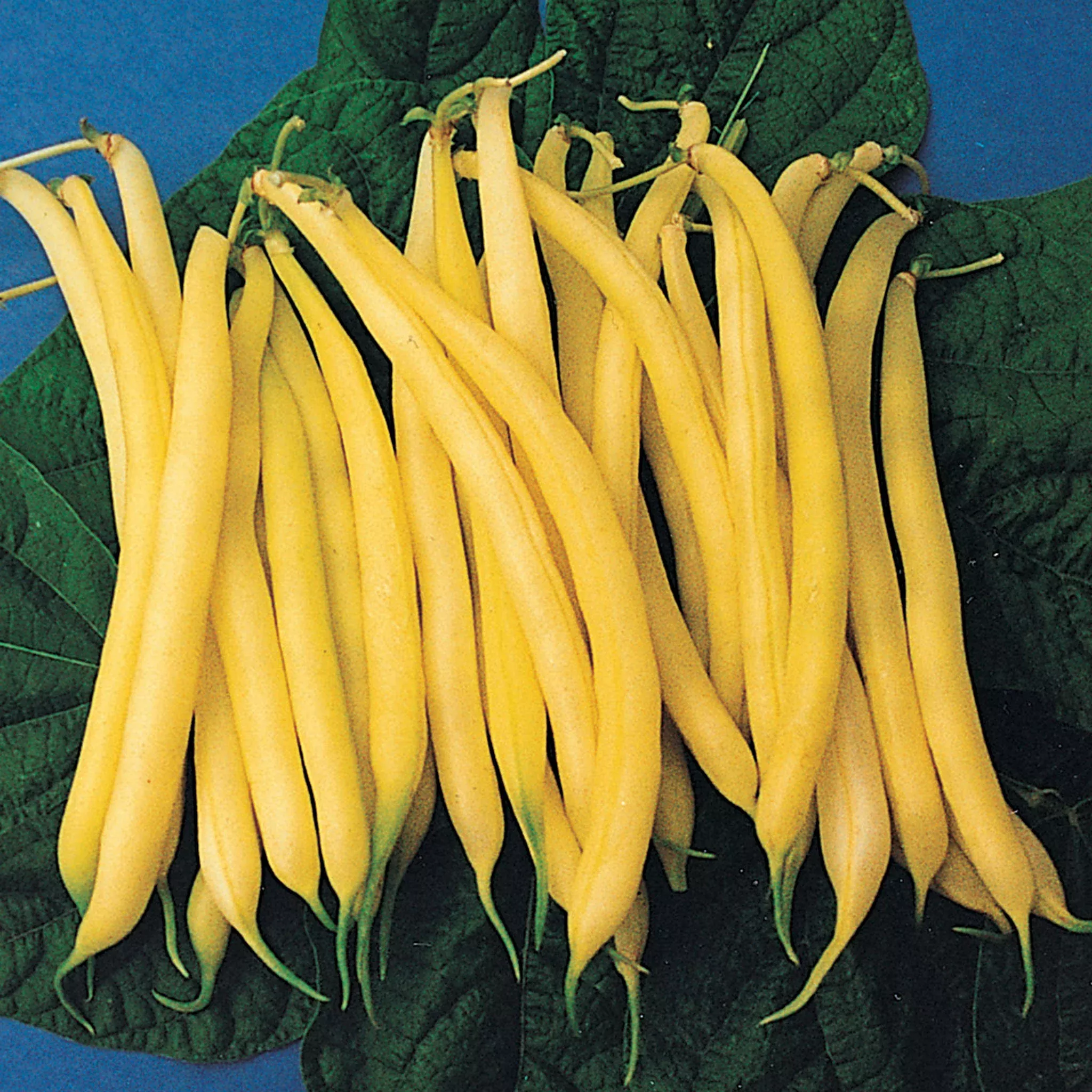 bean-bush-golden-rod Bean, Bush, Golden Rod