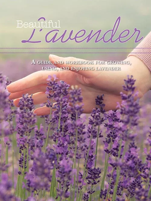 beautiful-lavender Beautiful Lavender