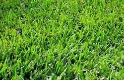 bermuda-grass-seed-common-unhulled-raw Bermuda Grass Seed Common (Unhulled & Raw)