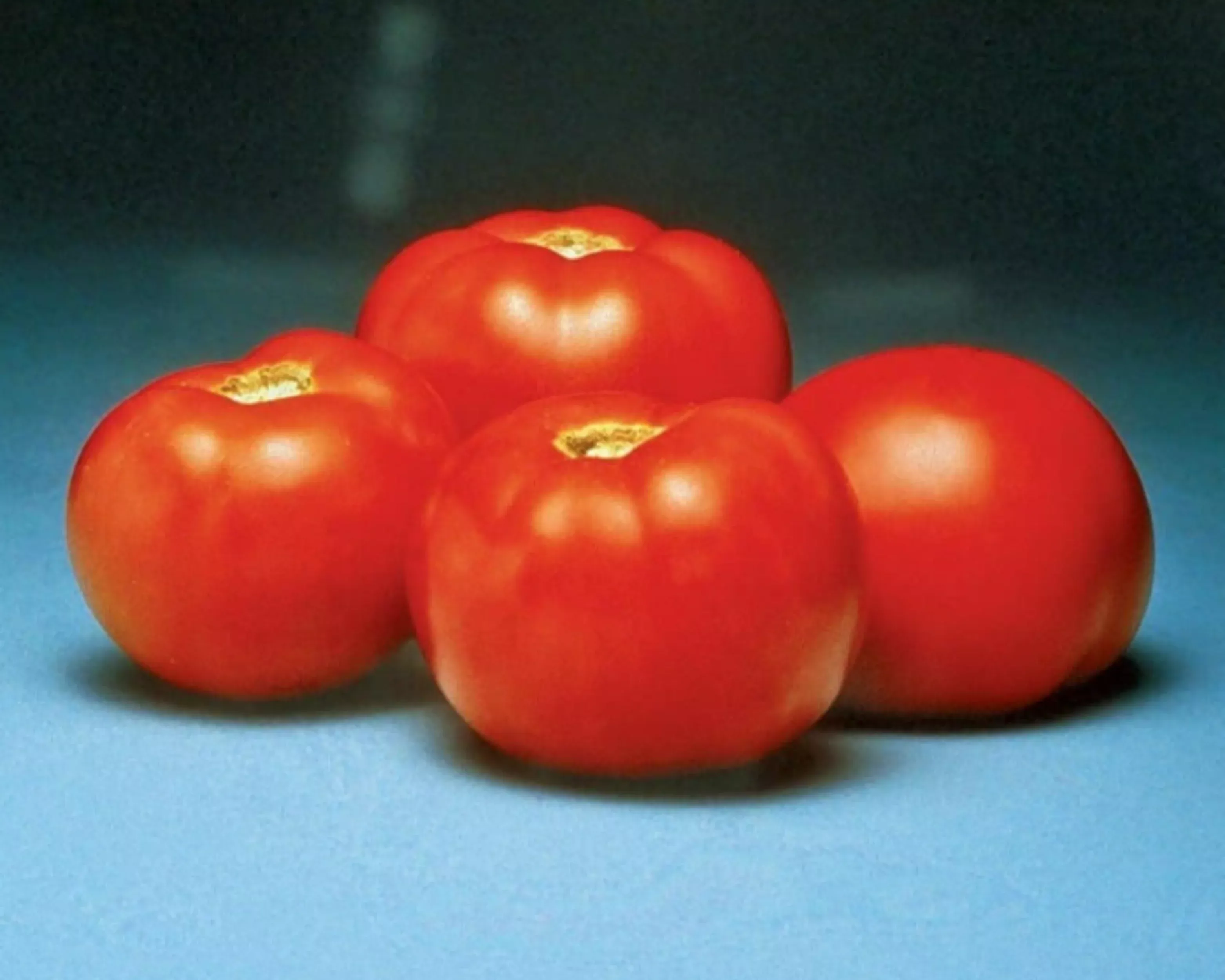 better-bush-hybrid-tomato-seeds Better Bush Hybrid Tomato Seeds