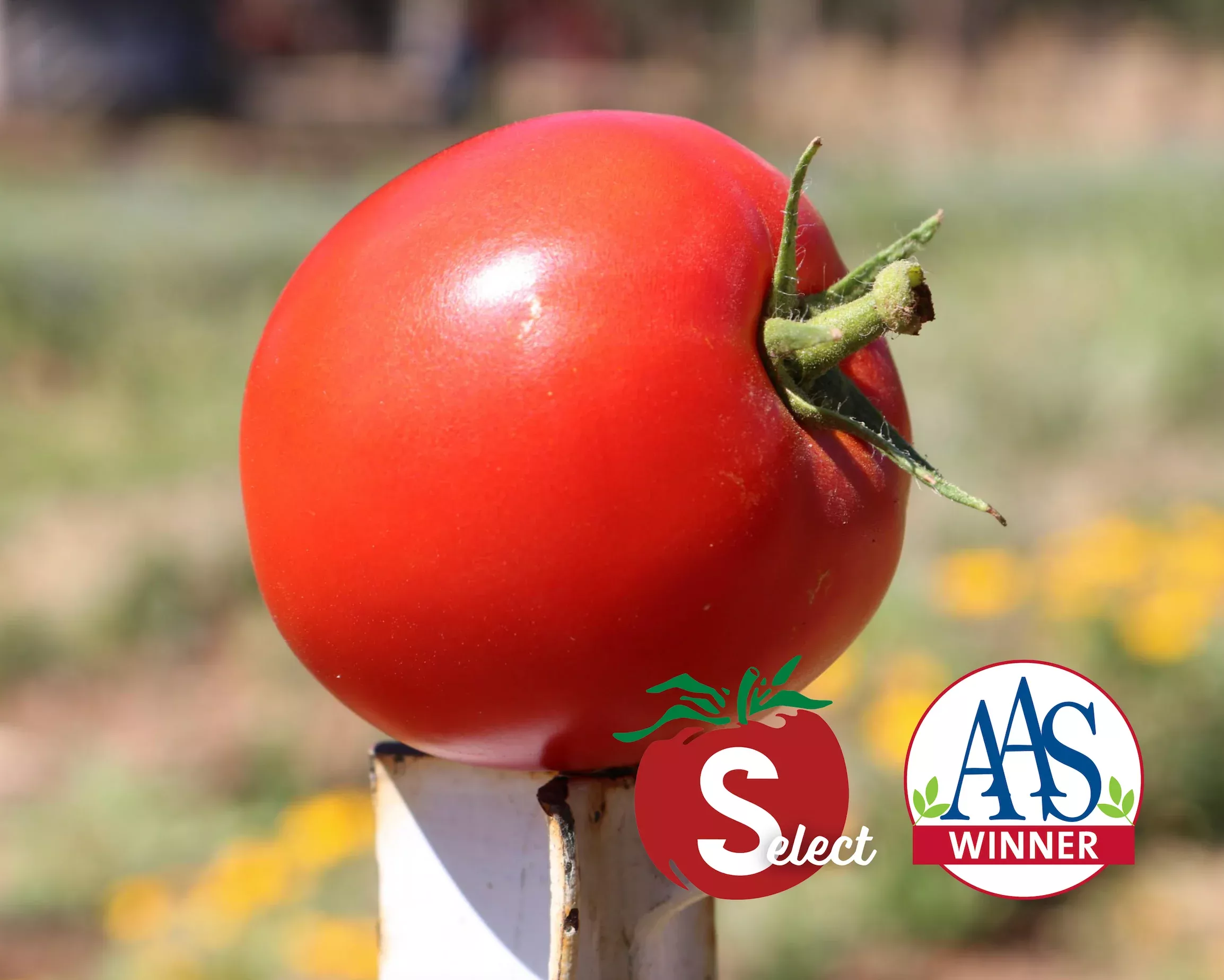 big-beef-hybrid-tomato-seeds Big Beef Hybrid Tomato Seeds