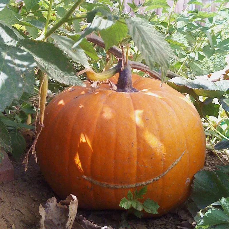 big-max-pumpkin-seeds-organic Big Max Pumpkin Seeds (Organic)