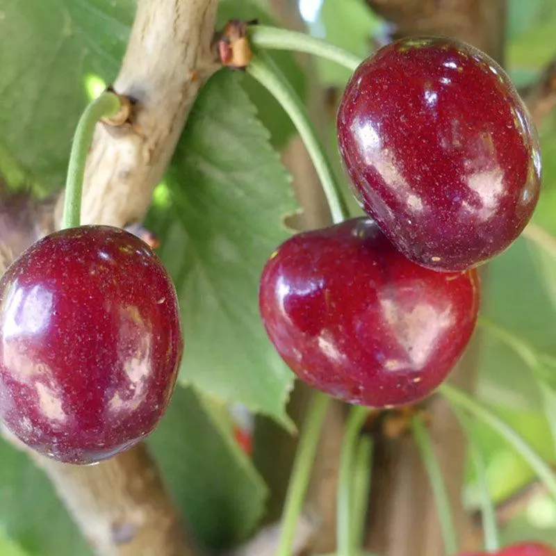 bing-cherry-tree Bing Cherry Tree