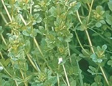 birdsfoot-trefoil-seed-raw Birdsfoot Trefoil Seed (Raw)