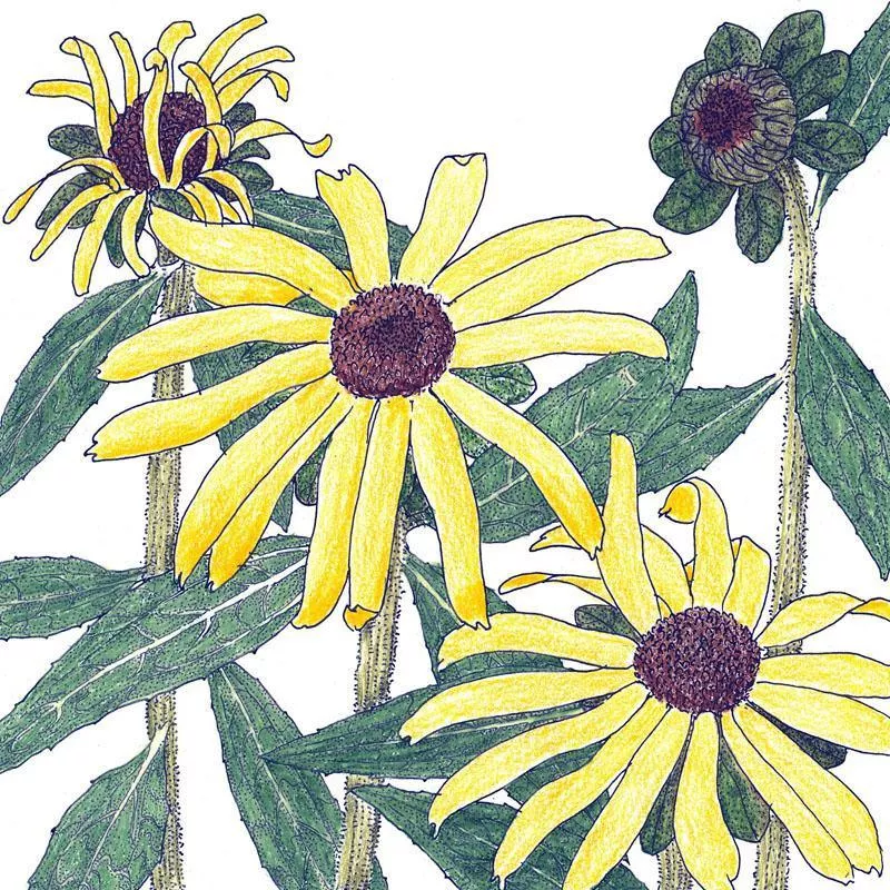 black-eyed-susan-1-4-lb Black-Eyed Susan (1/4 lb)