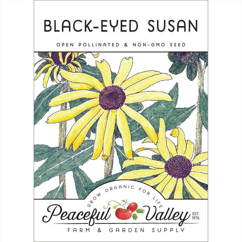 black-eyed-susan-pack Black-Eyed Susan (pack)