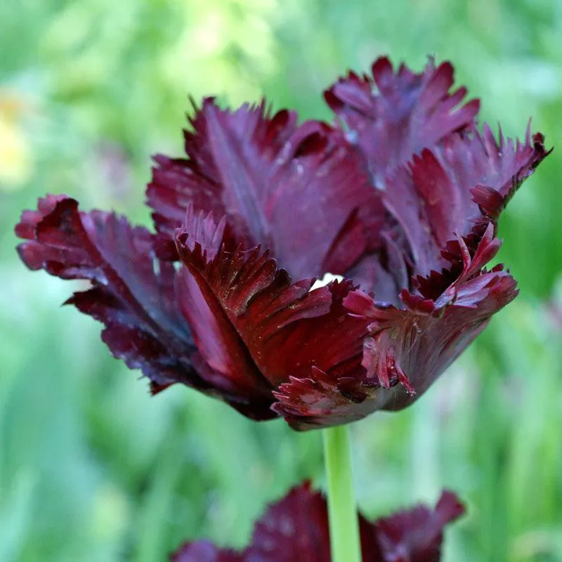 black-parrot-tulip-bulbs-pack-7 Black Parrot Tulip Bulbs (Pack of 7)