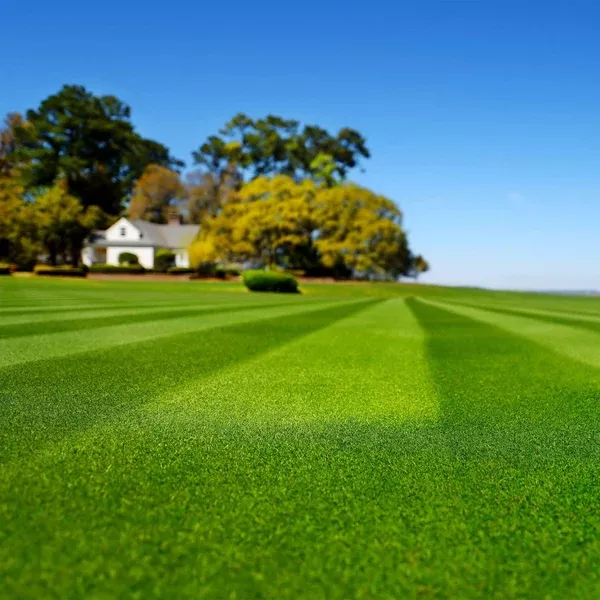 blackjack-bermuda-grass-seed Blackjack Bermuda Grass Seed