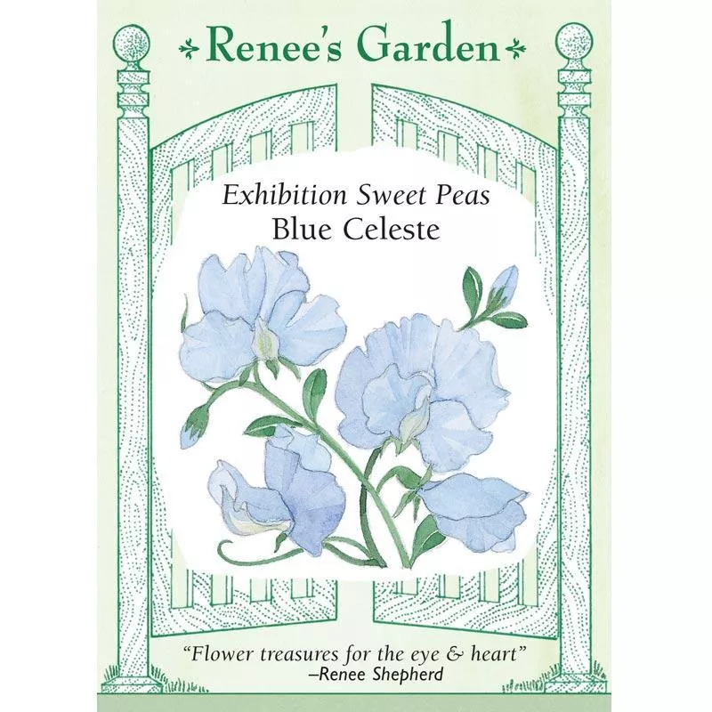 blue-celeste-exhibition-sweet-pea-flower-seeds Blue Celeste Exhibition Sweet Pea Flower Seeds
